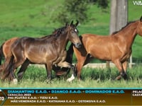 Lote M08