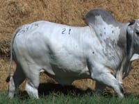 Lote 21