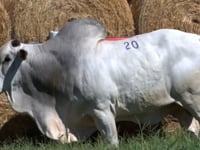 Lote 20