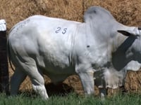 Lote 25