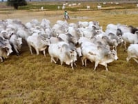 Geral Touros AJ Bahia