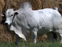 Lote 30