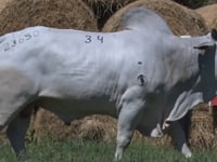 Lote 34