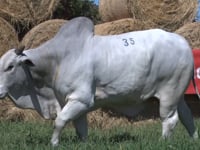 Lote 35