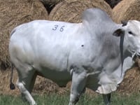Lote 36
