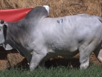 Lote 47
