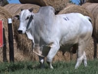 Lote 48