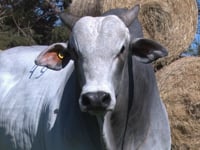 Lote 49