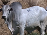 Lote 50