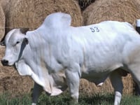 Lote 53