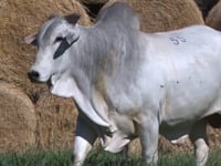Lote 55