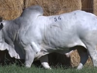 Lote 56