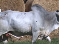Lote 59