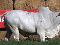 Lote 62