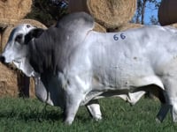 Lote 66