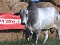 Lote 67