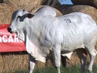 Lote 70