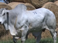 Lote 76