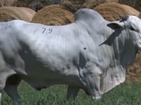 Lote 79