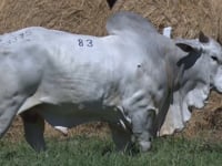 Lote 83