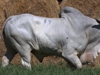 Lote 89