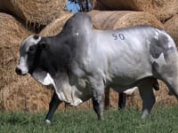 Lote 90