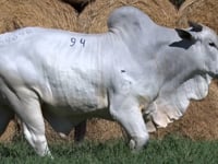 Lote 94