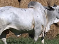 Lote 93