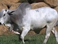 Lote 96
