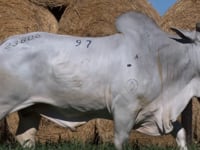 Lote 97