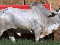 Lote 98