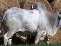 Lote 99