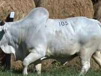Lote 105