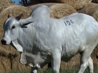 Lote  106