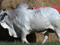 Lote 107