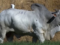 Lote 108