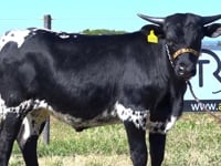 Lote 04