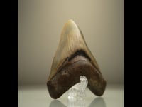 Megalodon Tooth // 4.13″ High // 5 to 10 Million Years Old