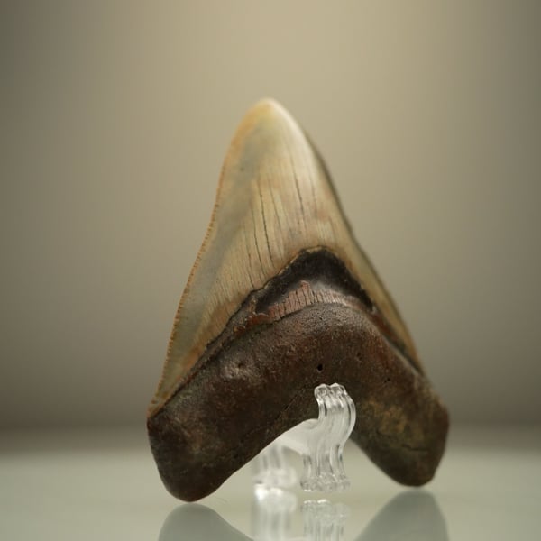Megalodon Tooth - Astro West