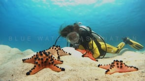 0534_scuba diver girl with orange sea stars