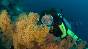 0545_scuba diver girl soft corals