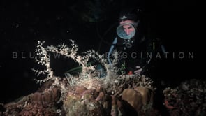 0658_scuba girl night basket star