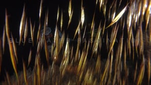 0667_scuba girl diving at night with razor fish