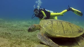 0959_Female scuba diver watching green turtle feeding on sea grass 