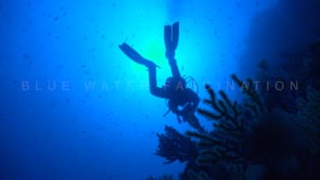 1075_female scuba diver silhouette