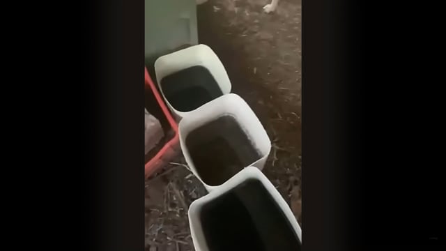 Βαγιονιά Ηράκλειο Κρήτης: Σκυλιά δεμένα σε άθλιες συνθήκες 1-7-2025