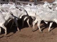 Lote 50