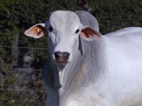 Lote 47