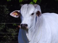 Lote 46
