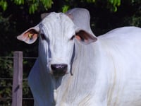 Lote 48